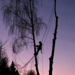 Baumschutzsatzungen Potsdam, Potsdam-Mittelmark & Teltow-Fläming