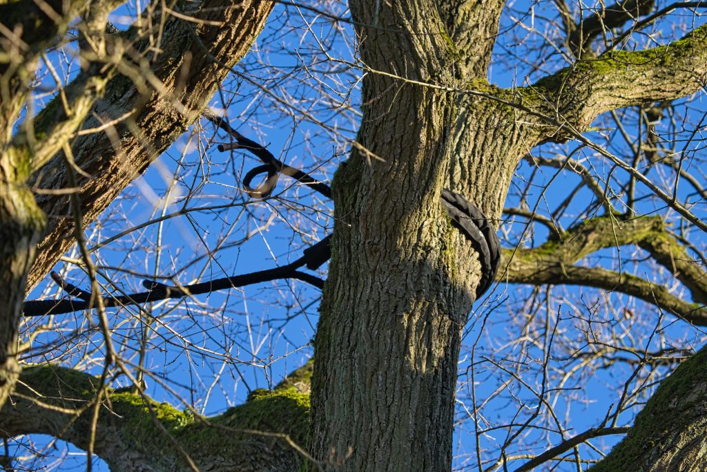 Ganzheitliche Baumpflege